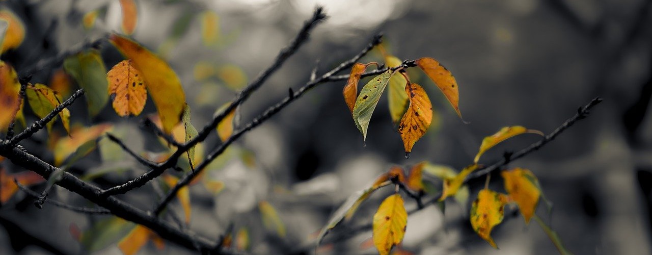 Fast kahler Baum und regnerisches Wetter